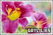 Daylilies