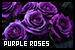 Purple Roses