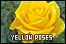 Yellow Roses