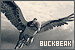 Character: Buckbeak