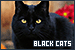 Animals: Black Cats