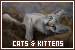 Animals: Cats and Kittens