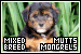 Mix Breeds