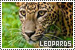 Leopards