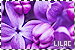 Colors: Lilac