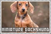 Miniature Dachshunds