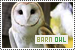 Barn Owls